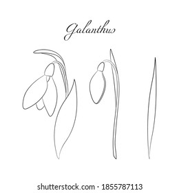 The snowdrops Galanthus black and white illustration on white background