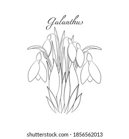 The snowdrops Galanthus black and white illustration. Spring flowers bouquet outline.