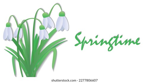Snowdrops or Galanthus nivalis on white background. Spring vector illustration in the form of a banner with a beautiful inscription. Vector background with a flower. Postcard, invitation, advertising