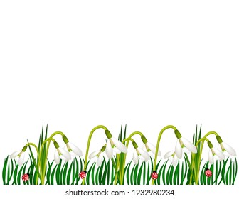 Snowdrops in the grass background