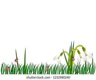 Snowdrops in the grass background