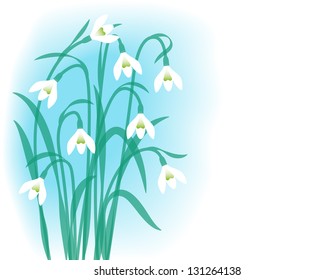 Snowdrops. Greeting card with first spring flowers. Vector, eps10.