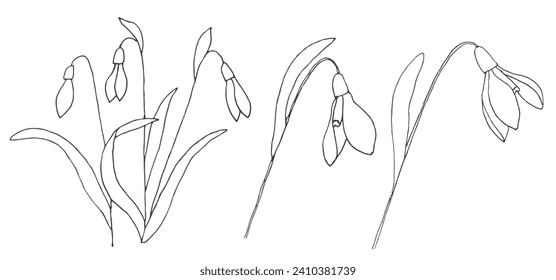 Nieve, dibujada a mano, ilustración vectorial. Flores silvestres de primavera.