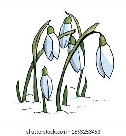 ilustración en vector. flores primaverales de color. Flores blancas con tallo verde