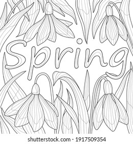 Snowdrops and the inscription spring.Coloring book antistress for children and adults. Illustration isolated on white background.Zen-tangle style. Black and white illustration.Hand draw