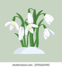 Snowdrops isolated on background. Delicate primroses for greeting cards for Mother's Day, International Women's Day and Easter.