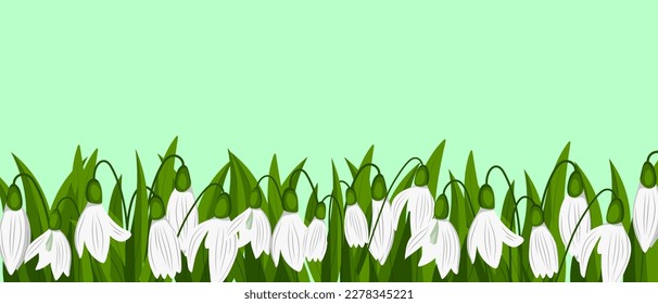 Snowdrops isolated on green background. Spring time. Vector illustration