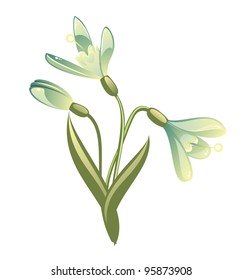 snowdrops isolated on white