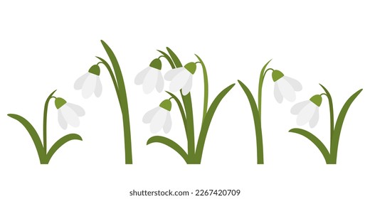 Snowdrops isolated on white background. Spring flowers. A collection of images of snowdrops.