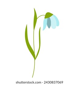 Snowdrops isolated on white background. Spring flowers.Simple flat style
