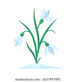 Snowdrops isolated on white background. Spring flowers. Isolated vector illustration.
