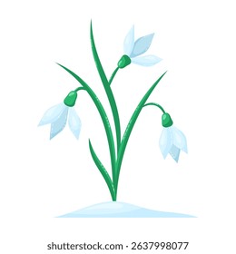 Snowdrops isolated on white background. Spring flowers. Isolated vector illustration.