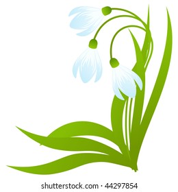 Snowdrops isolated on white background. Vector illustration