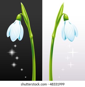 Snowdrops isolated on white and black backgrounds