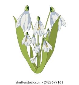 Snowdrops isolated white backround. Bouquet spring Flowers. Vector illustration can used web design. Floral art. EPS 10 Editable stroke