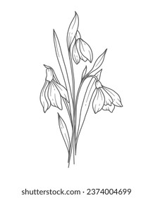 Snowdrops Line Art. Snowdrops flower outline Illustration. January Birth Month Flower. Snowdrops outline isolated on white. Hand painted line art botanical illustration.