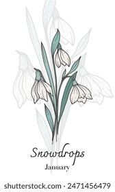 Snowdrops Line Art. Snowdrops flower vector Illustration. January Birth Month Flower. Snowdrops outline isolated on white. Hand drawn line art botanical illustration.