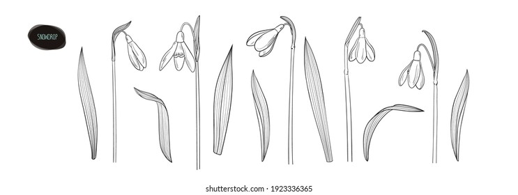 Snowdrops line art set. Flowers and leaves. Vector illustration.