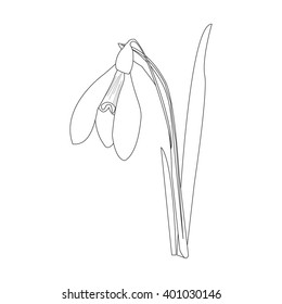Snowdrops on a blue background. Spring vector illustration. Vector background with snowdrop. Background with flower. Illustrations of flowers. Spring background