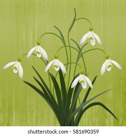 Snowdrops on green background. Spring flowers. eps 10