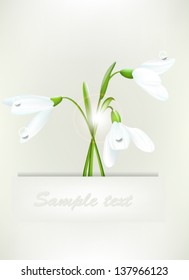 snowdrops on a light gray background