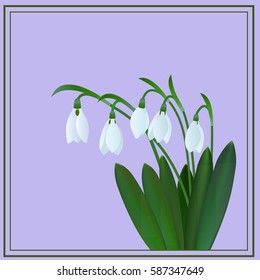       Snowdrops on a purple background in the frame 
