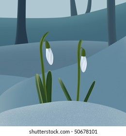 Snowdrops on the snow in early spring