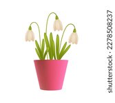 Snowdrops in pink flowerpot 3D illustration. Cartoon drawing of spring flowers with white bulbs or petals in 3D style on white background. Nature, spring, botany, decor concept