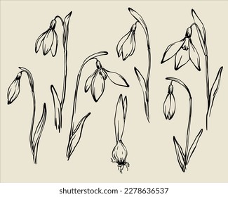 Snowdrops set. Hand drawn monochrome outline vector spring floral design elements collection. Retro style ink line drawing of snowdrop bud, opened flower and bulb.