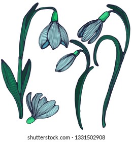 snowdrops set, vector, hand drawing, isolated on white background