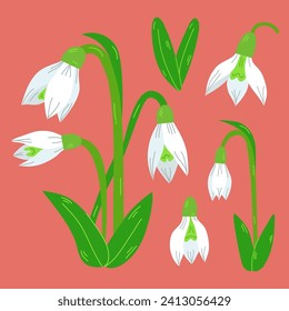 Snowdrops. Set of white flowers and green leaves of blooming snowdrop.Collection of Botanical illustration. Spring bouquet of snowdrops. 