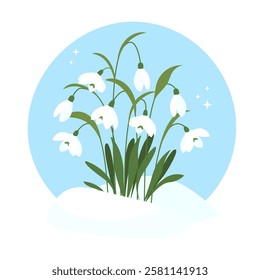 Snowdrops in the snow. First spring flowers. Bouquet of snowdrops in flat style. Vector illustration