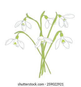 Snowdrops spring bouquet. Hand-drawn vector illustration