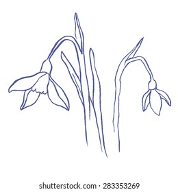 Snowdrops spring bouquet. Hand-drawn vector illustration