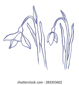 Snowdrops spring bouquet. Hand-drawn vector illustration