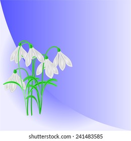 Snowdrops spring flower place for text vector