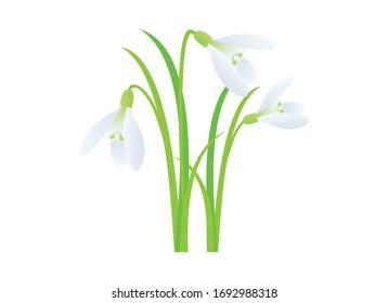 Nieve vectorial de flor de primavera. Icono de Snowdrop aislado en un fondo blanco. Fondo de primavera con nevadas blancas. Marco de fondo del muelle. Primer vector de flor de primavera