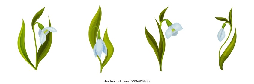 Snowdrops Spring Flowers on Green Stem Vector Set