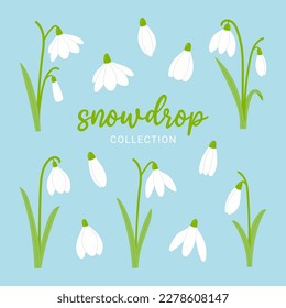 Se han colocado flores de primavera con gotas de nieve. Ilustración vectorial de dibujos animados.