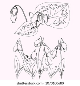 Snowdrops and spring flowers, sketch