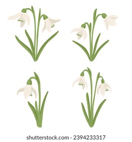 snowdrops, spring flowers, vector drawing wild plants at white background, floral elements, hand drawn botanical illustration