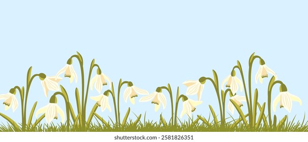 snowdrops, spring flowers, vector drawing wild plants at blue sky background, floral elements, hand drawn botanical illustration