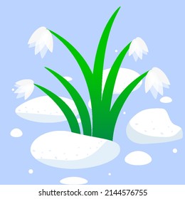 Snowdrops from under the snow, vector art illustration.