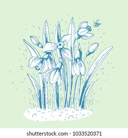 Snowdrops, vector illustration.