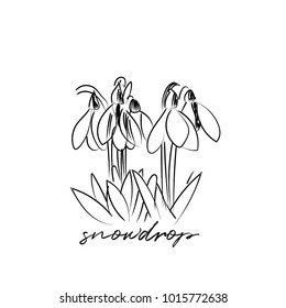 Ilustración vectorial de snowdrops. boceto dibujado a mano de snowdrop.