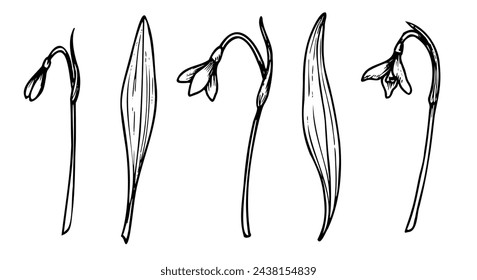 Snowdrops vector illustration. Spring blooming flowers. Linear drawing painted by black inks on isolated background. Floral set of plants in outline style. Botanical bundle with herbs and leaves.