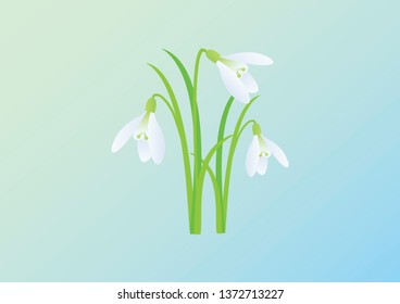 Snowdrops vector on a blue background. Spring vector illustration. Gentle spring background with snowdrop. Fresh spring background