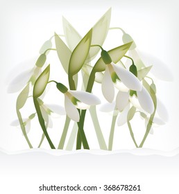 Snowdrops for your design