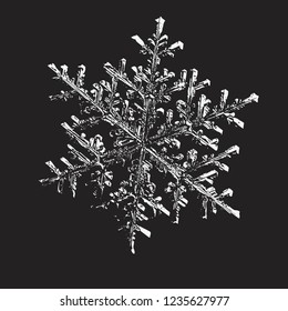 Snowflake glittering on black background. Vector illustration based on macro photo of real snow crystal: complex stellar dendrite with fine hexagonal symmetry, ornate shape and six thin, elegant arms.