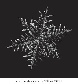Snowflake glittering on black background. Vector illustration based on macro photo of real snow crystal: beautiful stellar dendrite with complex, elegant arms, ornate shape and glossy, relief surface.